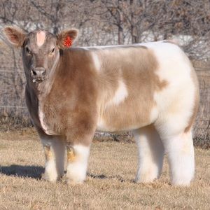 Meet your Posher, Annie